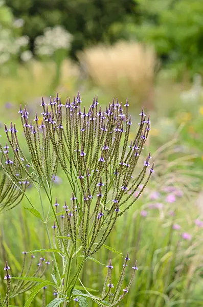 535112 - American vervain (Verbena hastata)