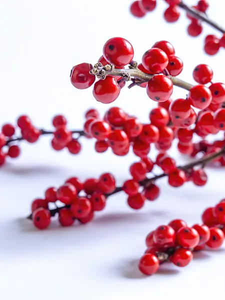 432152 - American winterberry (Ilex verticilata)