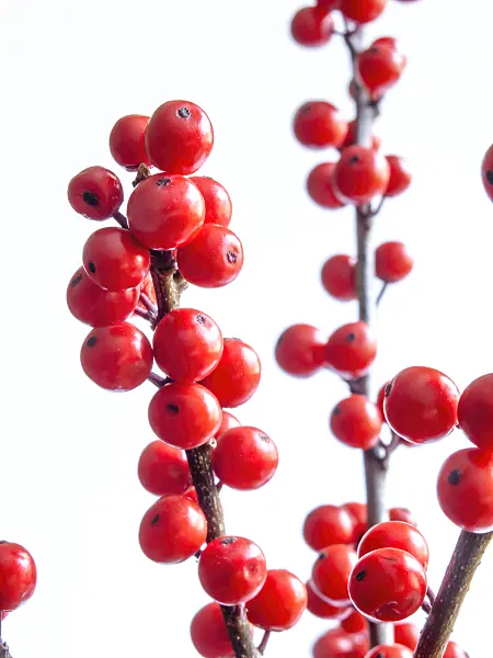 433044 - American winterberry (Ilex verticilata)