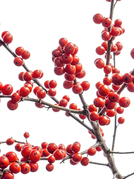 433047 - American winterberry (Ilex verticilata)
