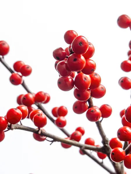 433048 - American winterberry (Ilex verticilata)