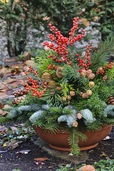 466038 - American winterberry (Ilex verticilata)