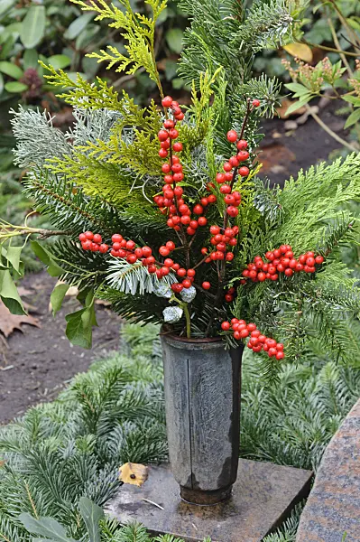 466067 - American winterberry (Ilex verticilata)
