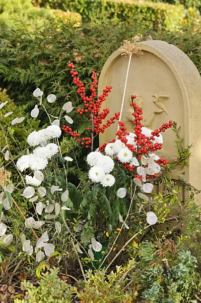 466068 - American winterberry (Ilex verticilata), chrysanthemums (Chrysanthemum) and annual honesty (Lunaria annua)