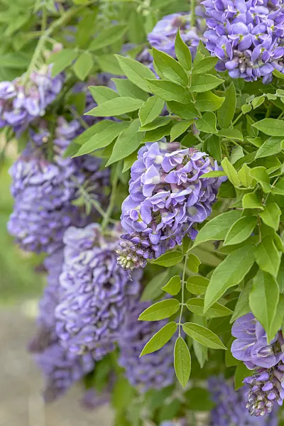 575356 - American wisteria (Wisteria frutescens 'Amethyst Falls')