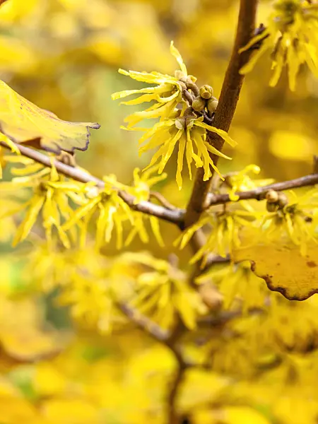 442124 - American witch hazel (Hamamelis virginiana)