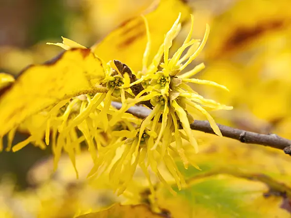 442126 - American witch hazel (Hamamelis virginiana)
