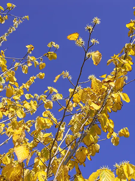 464089 - American witch hazel (Hamamelis virginiana)