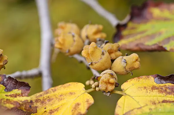 477007 - American witch hazel (Hamamelis virginiana)