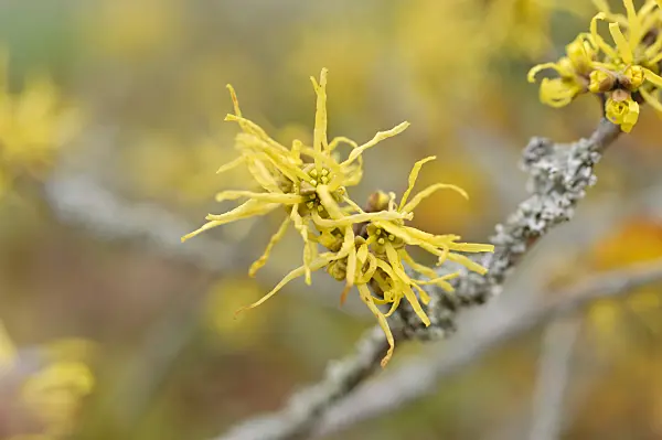 489025 - American witch hazel (Hamamelis virginiana)