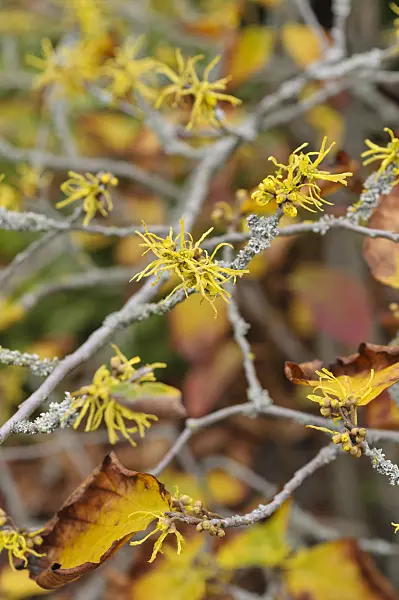 489026 - American witch hazel (Hamamelis virginiana)
