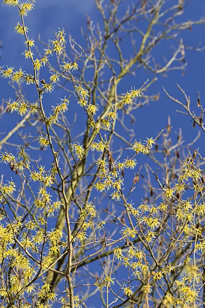 514020 - American witch hazel (Hamamelis virginiana)