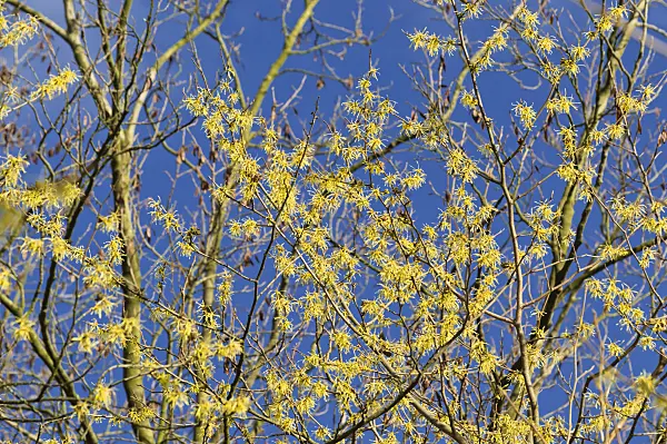514021 - American witch hazel (Hamamelis virginiana)