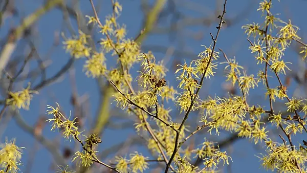 514030 - American witch hazel (Hamamelis virginiana)