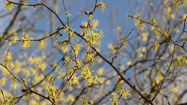 514032 - American witch hazel (Hamamelis virginiana)