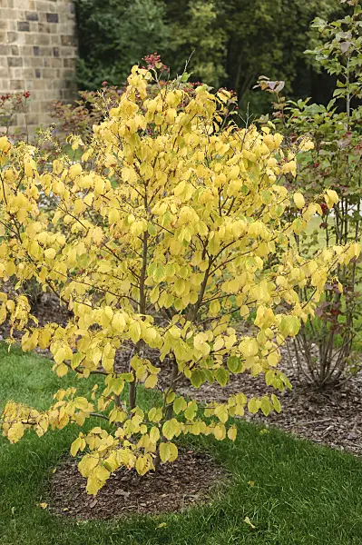 535276 - American witch hazel (Hamamelis virginiana)
