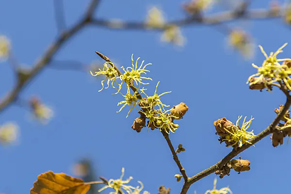 638112 - American witch hazel (Hamamelis virginiana)