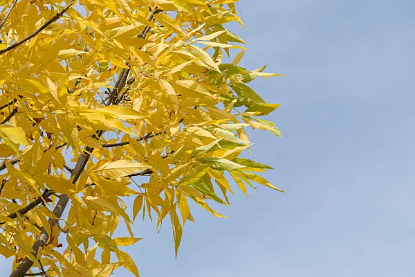 675031 - Amerikanische Esche (Fraxinus americana 'Autumn Purple')