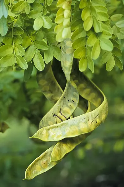428241 - Amerikanische Gleditschie (Gleditsia triacanthos)