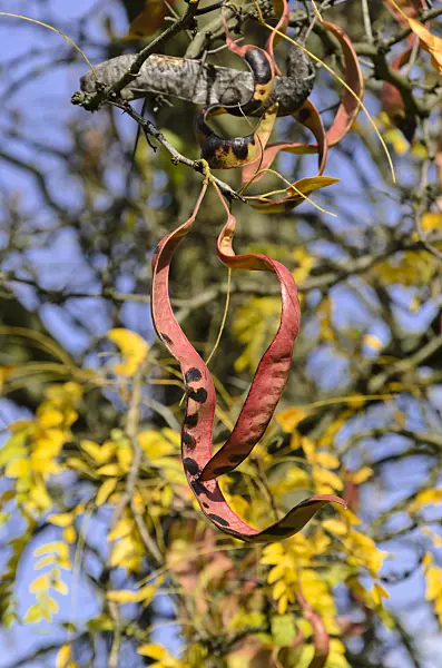 525422 - Amerikanische Gleditschie (Gleditsia triacanthos)