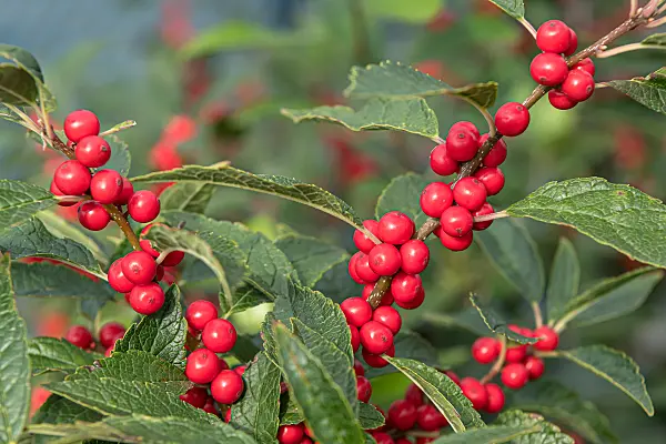 664210 - Amerikanische Winterbeere (Ilex verticillata)
