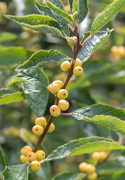 664208 - Amerikanische Winterbeere (Ilex verticillata 'Citronella')