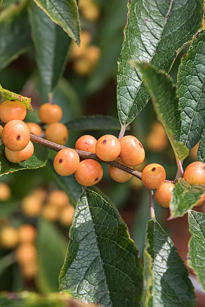 664209 - Amerikanische Winterbeere (Ilex verticillata 'Cresgold')