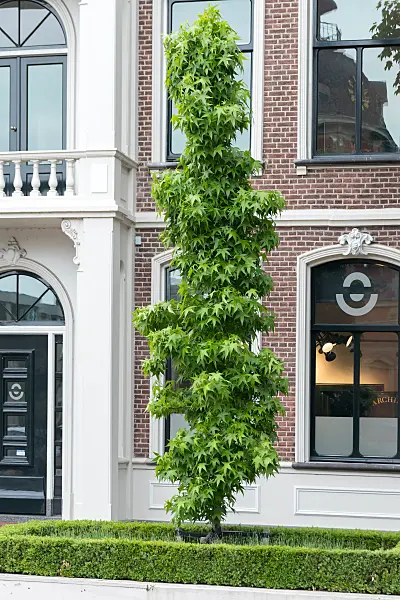 664233 - Amerikanischer Amberbaum (Liquidambar styraciflua 'Slender Silhouette')