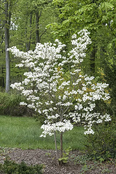 651186 - Amerikanischer Blütenhartriegel (Cornus florida)