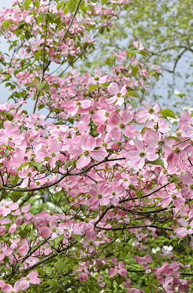 508097 - Amerikanischer Blütenhartriegel (Cornus florida 'Rubra')