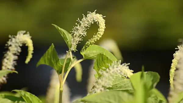 498060 - Amerikanischer Eidechsenschwanz (Saururus cernuus)