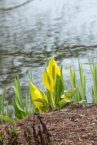 675179 - Amerikanischer Riesenaronstab (Lysichiton americanus)