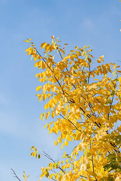664075 - Amerikanisches Gelbholz (Cladrastis kentukea syn. Cladrastis lutea)