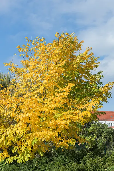 664076 - Amerikanisches Gelbholz (Cladrastis kentukea syn. Cladrastis lutea)