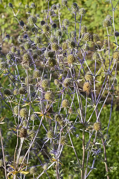 573023 - Amethyst eryngo (Eryngium amethystinum)