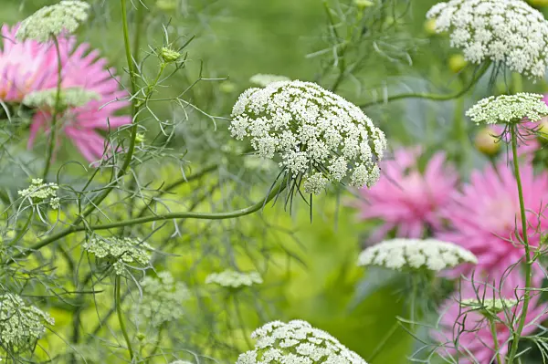 487221 - Ammi élevé (Ammi majus 'Queen of Africa')