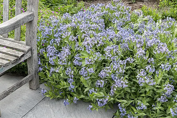 651052 - Amsonie (Amsonia tabernaemontana 'Blue Ice')