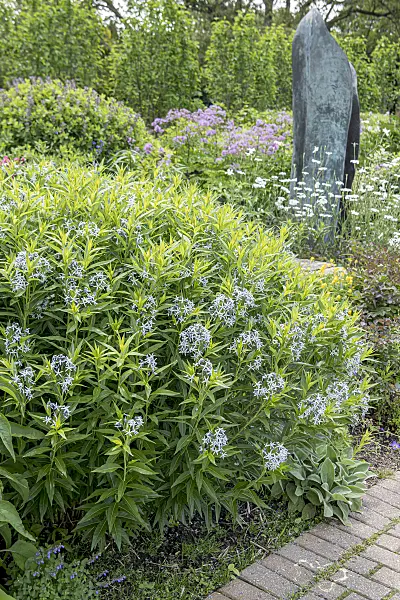 651055 - Amsonie bleue (Amsonia tabernaemontana)