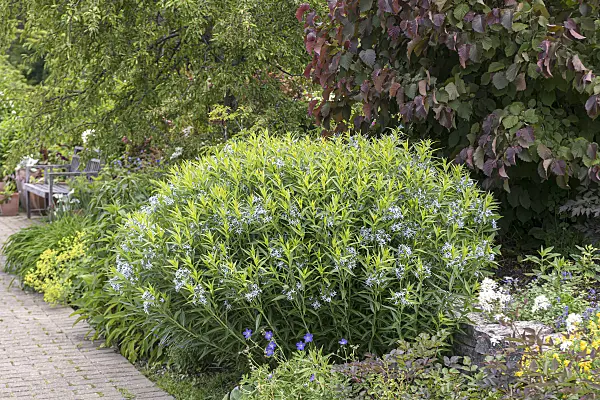 651056 - Amsonie bleue (Amsonia tabernaemontana)