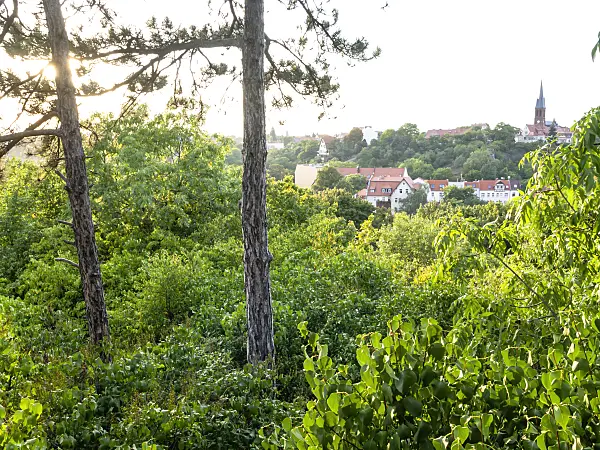 428342 - Amtsgarten with view of the city, Halle an der Saale, Germany