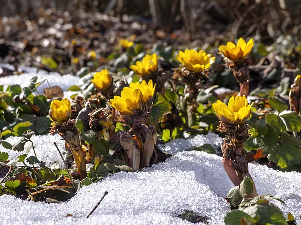 435181 - Amur-Adonisröschen (Adonis amurensis)