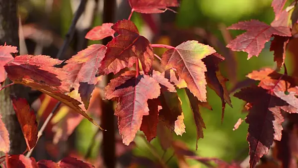 501168 - Amur maple (Acer tataricum subsp. ginnala)