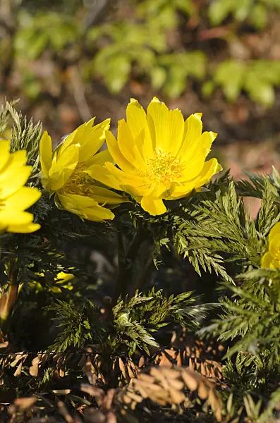494054 - Amur pheasant's eye (Adonis amurensis)