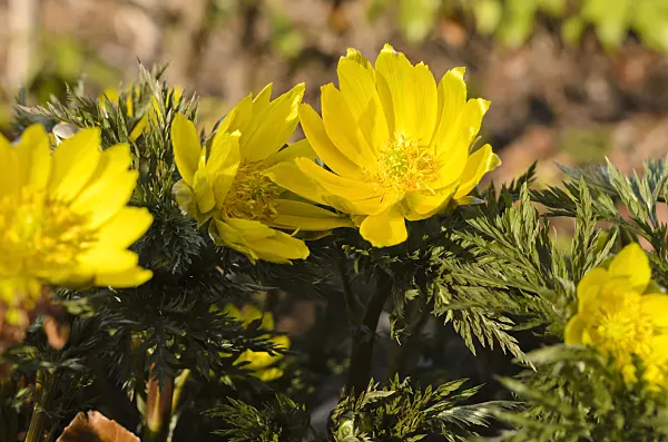 494055 - Amur pheasant's eye (Adonis amurensis)