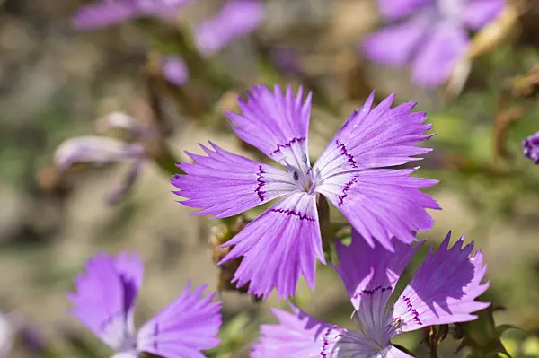 511301 - Amur pink (Dianthus amurensis)