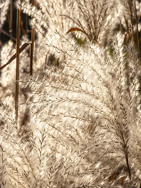 431031 - Amur silver grass (Miscanthus sacchariflorus)