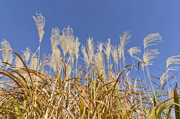 501090 - Amur silver grass (Miscanthus sacchariflorus)
