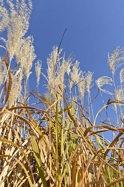 501091 - Amur silver grass (Miscanthus sacchariflorus)