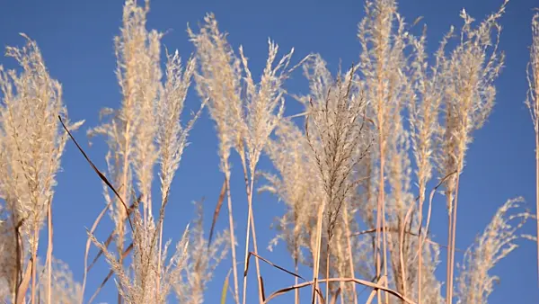 501094 - Amur silver grass (Miscanthus sacchariflorus)