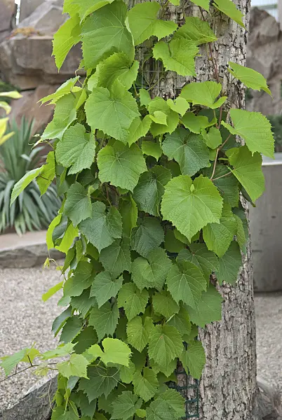 502455 - Amur vine (Vitis amurensis)
